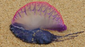 KARABELA PORTUGESA
